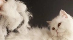 De ce pisica este foarte legată?